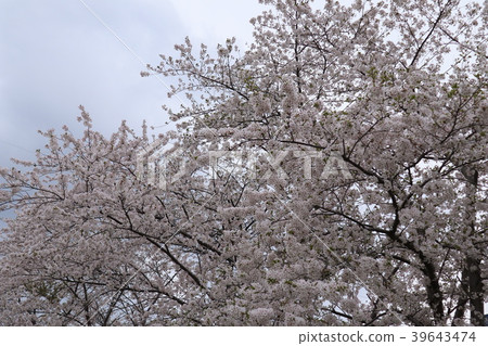 Cherry Blossoms	 39643474