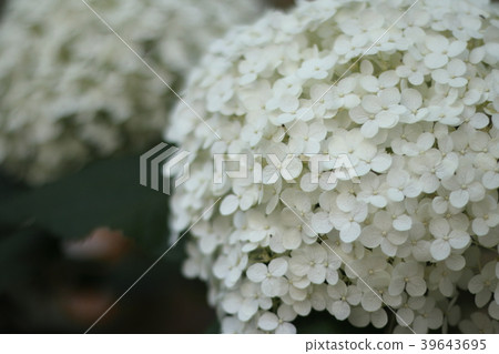 繡球花/ Anabel花 繡球花/ Anabel花 39643695