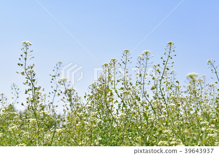 Nazna(Penpen grass) Nazna(Penpen grass) 39643937