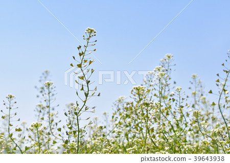 Nazna(Penpen grass) Nazna(Penpen grass) 39643938