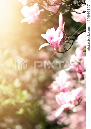 Blooming magnolia tree in the spring sun rays Blooming magnolia tree in the spring sun rays 39644197
