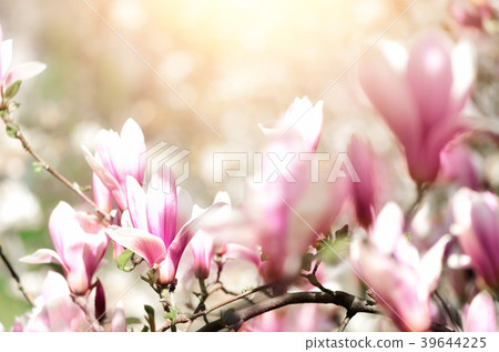 Blooming magnolia tree in the spring sun rays Blooming magnolia tree in the spring sun rays 39644225