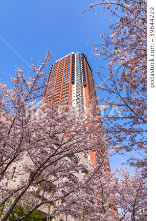 "Tokyo" Sakura and Tower Mansion "Tokyo" Sakura and Tower Mansion 39644229