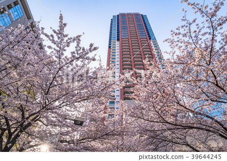 "Tokyo" Sakura and Tower Mansion "Tokyo" Sakura and Tower Mansion 39644245