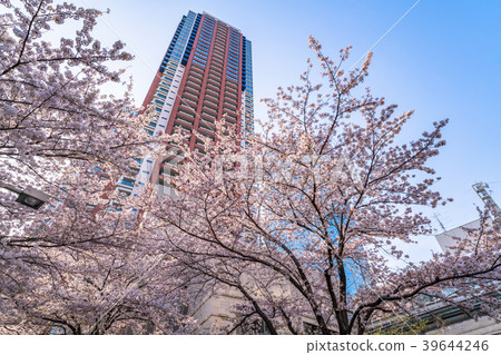 "Tokyo" Sakura and Tower Mansion "Tokyo" Sakura and Tower Mansion 39644246