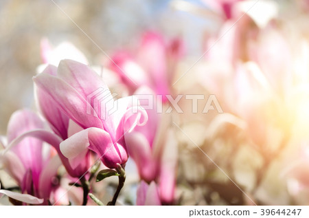 Blooming magnolia tree in the spring sun rays Blooming magnolia tree in the spring sun rays 39644247