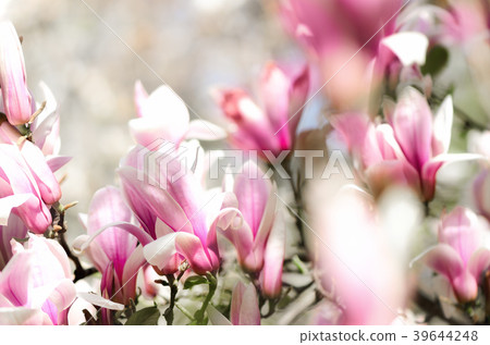 Blooming magnolia tree in the spring sun rays Blooming magnolia tree in the spring sun rays 39644248