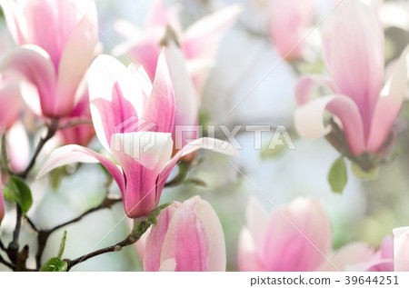 Blooming magnolia tree in the spring sun rays 39644251