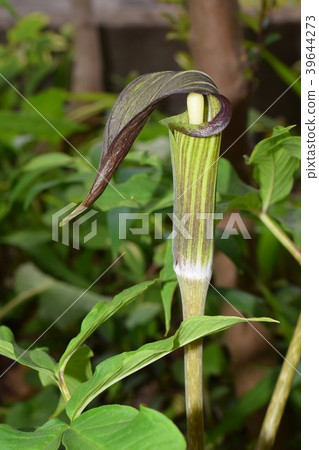 Vermicillula grass Vermicillula grass 39644273