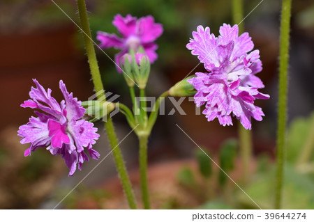 Double-flowered primrose Double-flowered primrose 39644274