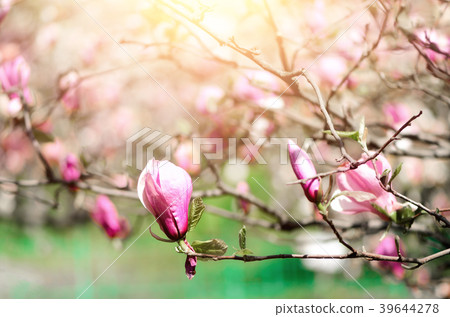 Blooming magnolia tree in the spring sun rays Blooming magnolia tree in the spring sun rays 39644278