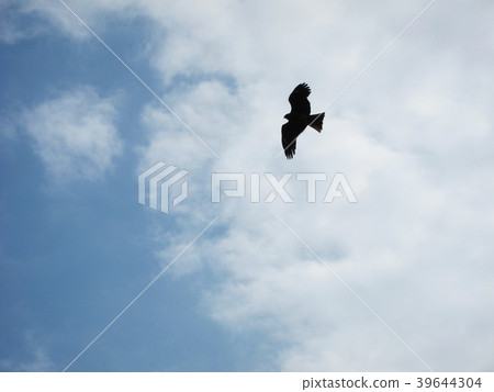 一隻鳥拍打著天空 一隻鳥拍打著天空 39644304