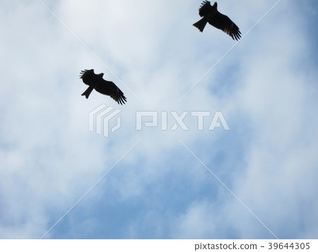 A bird flapping the sky A bird flapping the sky 39644305