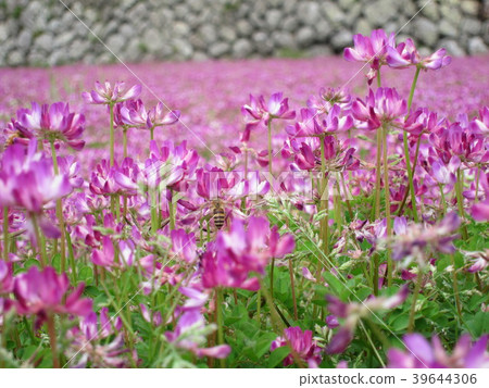 Lotus flower field and bee Lotus flower field and bee 39644306