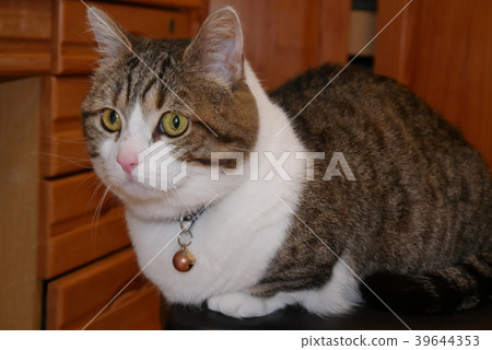 Cat P1000626 Cat P1000626 39644353