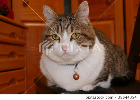 Cat P1000627 Cat P1000627 39644354