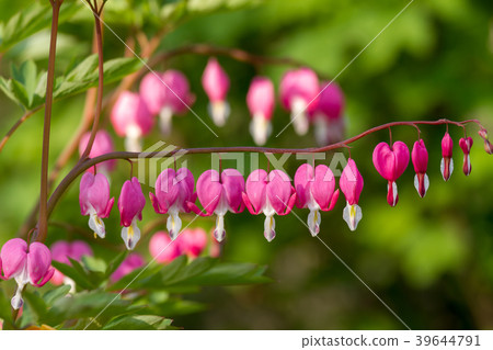 Heart shaped flowers in the garden Heart shaped flowers in the garden 39644791