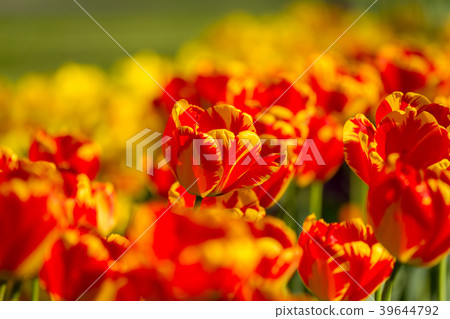 Striped color tulips in springtime 39644792