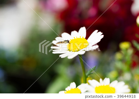 瑪格麗特 39644918