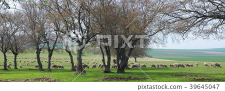 Flock of sheep in spring time Flock of sheep in spring time 39645047