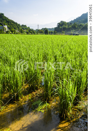 Zizania latifolia crop in water 39645061