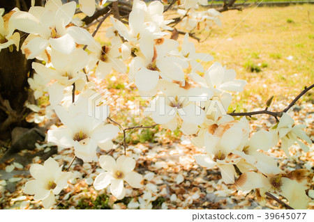 Shiraki Lotus 39645077