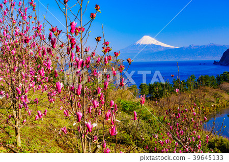 (靜岡縣)Shimo Kure(Shikiren)盛開的西伊豆Ida富士山過海 (靜岡縣)Shimo Kure(Shikiren)盛開的西伊豆Ida富士山過海 39645133