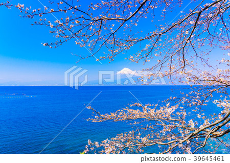 <Shizuoka Prefecture> Cherry blossoms that signal spring, Mount Fuji over Suruga Bay <Shizuoka Prefecture> Cherry blossoms that signal spring, Mount Fuji over Suruga Bay 39645461
