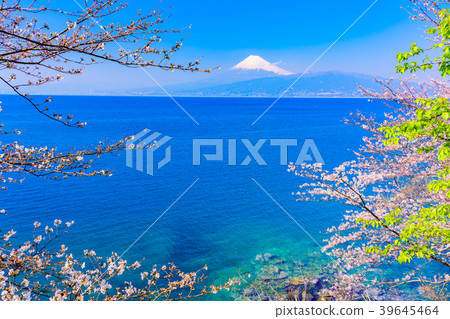 <靜岡縣>櫻花,象徵春天,富士山在駿河灣上空 <靜岡縣>櫻花,象徵春天,富士山在駿河灣上空 39645464