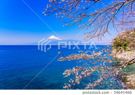 <Shizuoka Prefecture> Cherry blossoms that signal spring, Mount Fuji over Suruga Bay <Shizuoka Prefecture> Cherry blossoms that signal spring, Mount Fuji over Suruga Bay 39645466