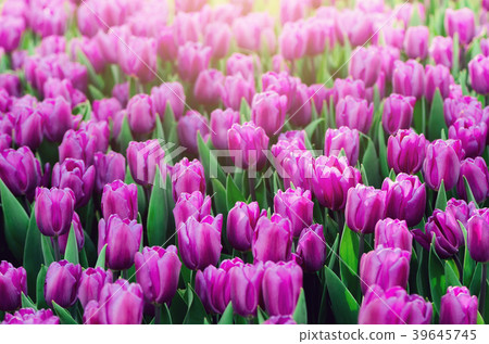 Violet, purple, lilac tulips background. Summer Violet, purple, lilac tulips background. Summer 39645745