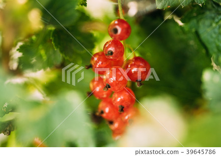 Fresh Ripe Red Currant Branch. Growing Organic Fresh Ripe Red Currant Branch. Growing Organic 39645786