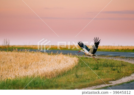Adult European White Stork Taking Off From 39645812