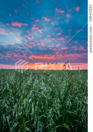 Close Up Of Oat Florets In Landscape Of Green Close Up Of Oat Florets In Landscape Of Green 39645891