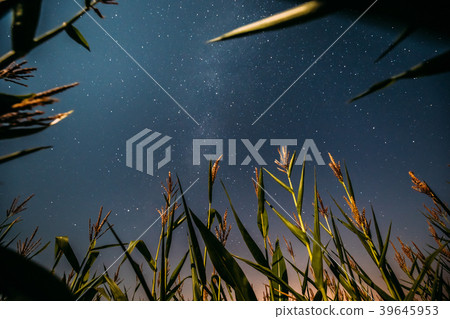 Bottom View Of Night Starry Sky With Milky Way 39645953