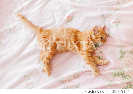 Cute ginger cat lying in bed. Fluffy pet 39645965