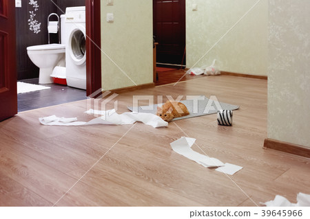 Cute ginger cat was playing with toilet paper.  39645966