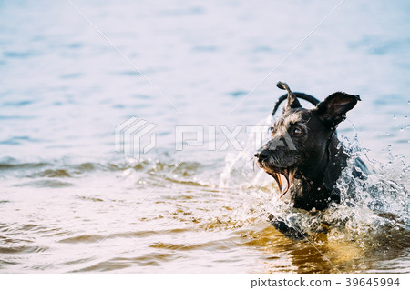 Bathing In Water Of River Lake Black Dog 39645994