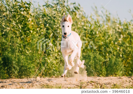 Running Puppy Of Russian Wolfhound Hunting 39646018