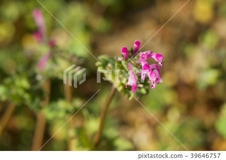 Lamium amplexicaule Lamium amplexicaule 39646757