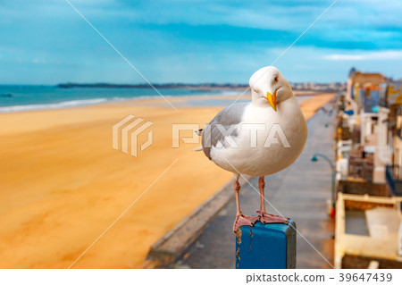 Seagull in Saint-Malo, Brittany, France 39647439