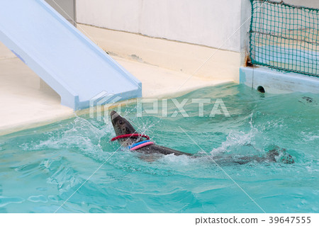 Seal Quoit Show Otaru Aquarium Otaru, Hokkaido Seal Quoit Show Otaru Aquarium Otaru, Hokkaido 39647555