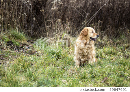 old golden retriever dog old golden retriever dog 39647691