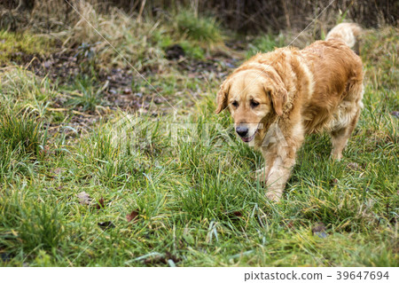 old golden retriever dog 39647694