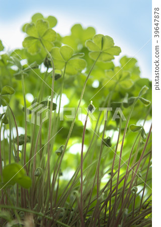 Growing green plants 39647878