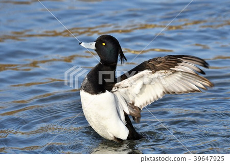 Flying flap Flying flap 39647925