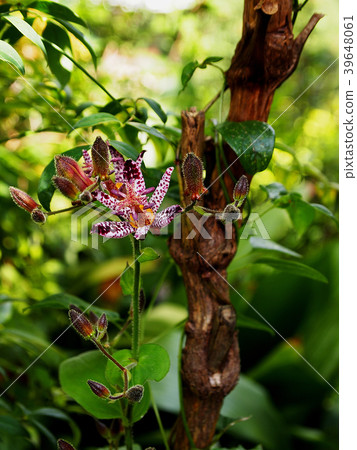 小杜鵑盛開在樹蔭下 39648061