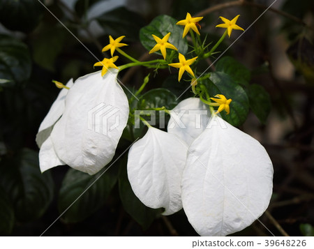 Mysterious Konronka 39648226