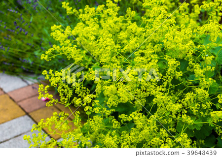 Ominae (maro flower) 39648439