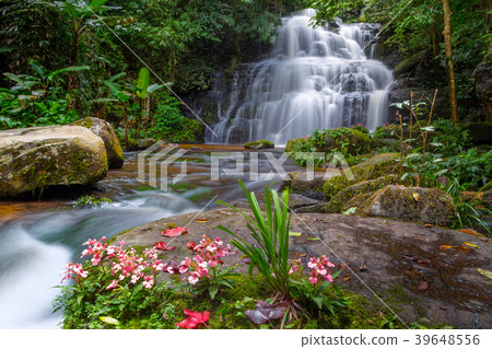 Beautiful waterfall with a pink flower in Thailand Beautiful waterfall with a pink flower in Thailand 39648556
